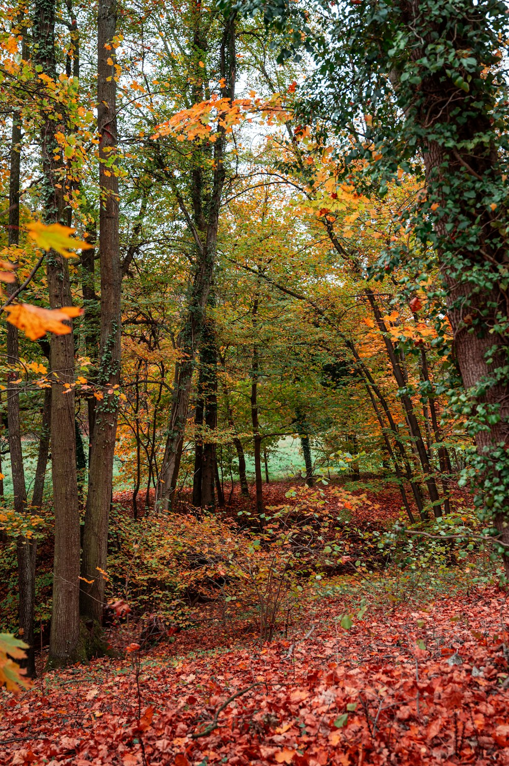 brown and green trees during daytime