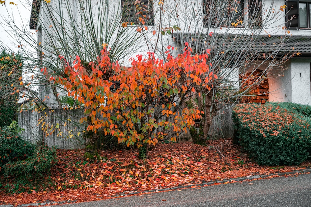 red and yellow flowers on gray concrete wall