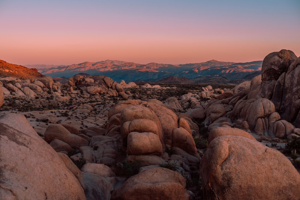 brown rocks on brown field during daytime