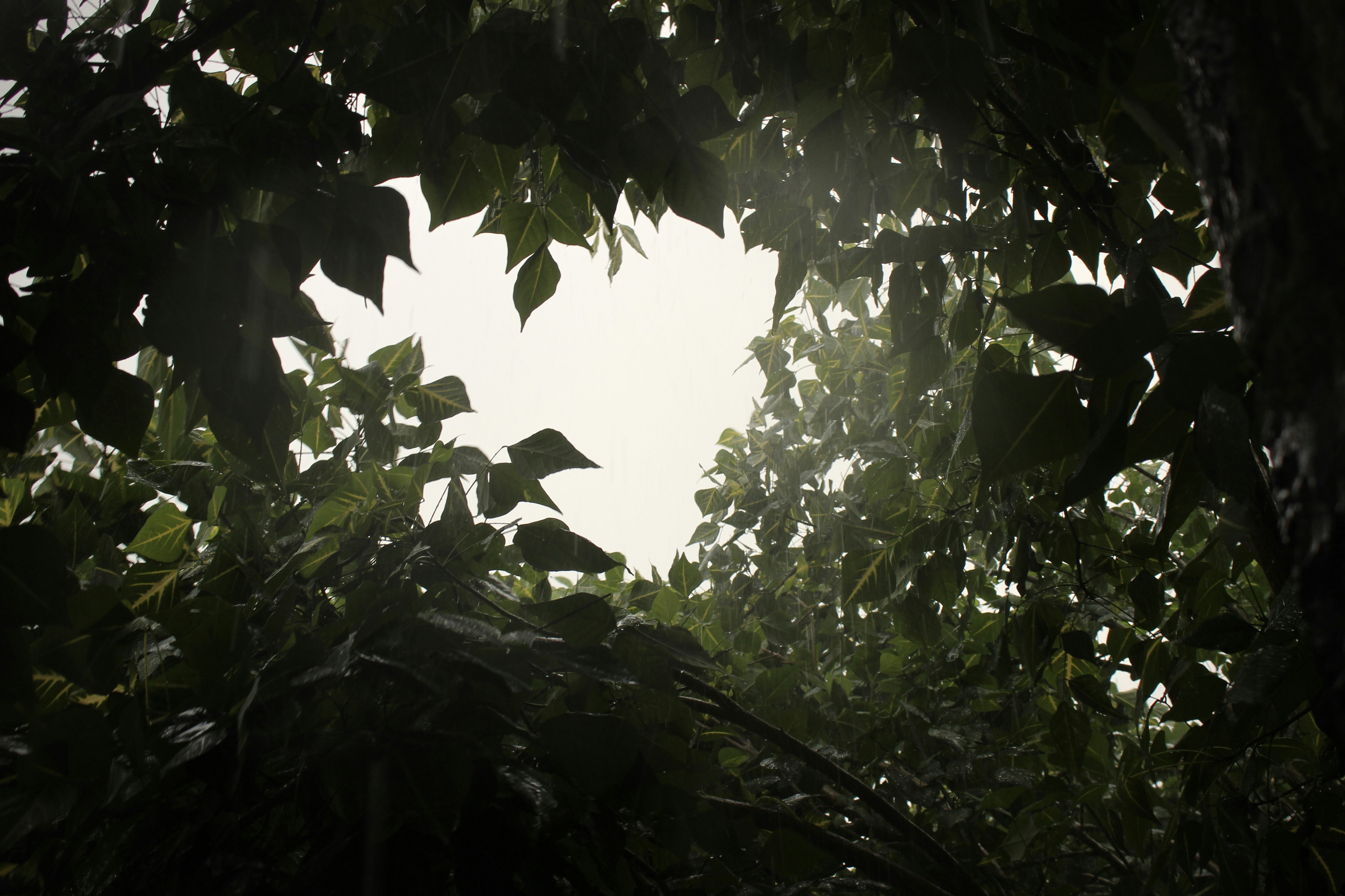 Green Leaves Under White Sky During Daytime Photo Free Vegetation Image On Unsplash