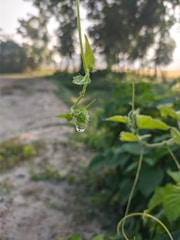 A close-up of a green plant symbolizing sustainability beside a digital carbon footprint calculator.