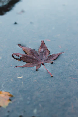 A peaceful maple leaf resting gently on a calm lake surface at sunset.