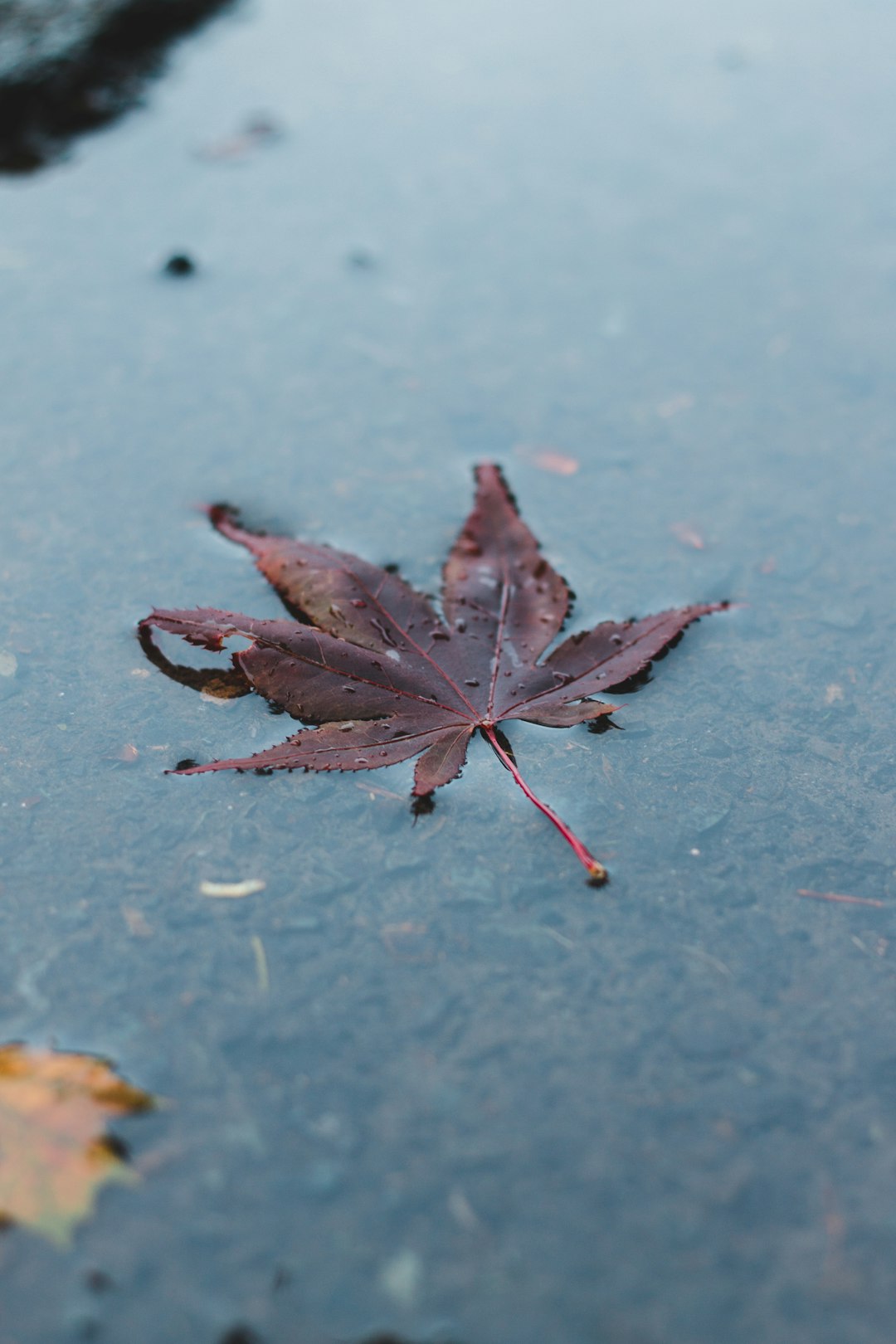 red leaf on gray concrete floor