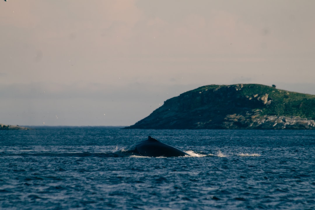 black rock formation on sea during daytime