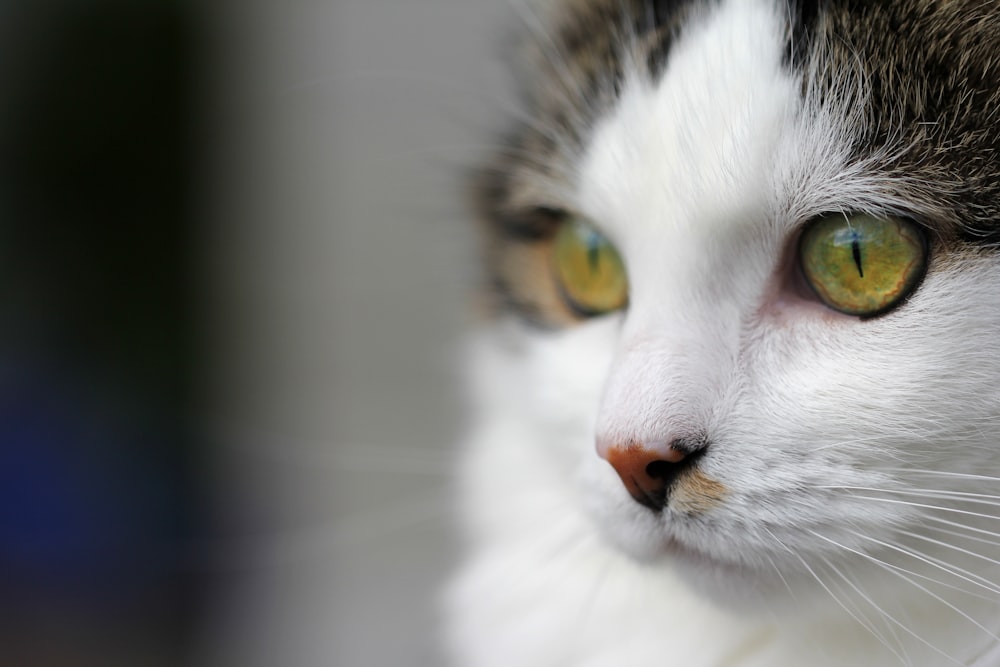 white and black cat in close up photography