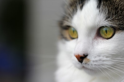 Probleme mit wählerischer Katze? Warum frisst sie kein Nass- und Trockenfutter mehr? Lösungen für den Appetit