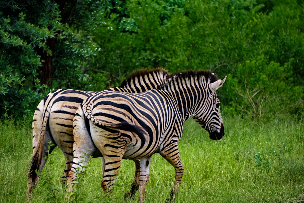 zebra eating grass during daytime