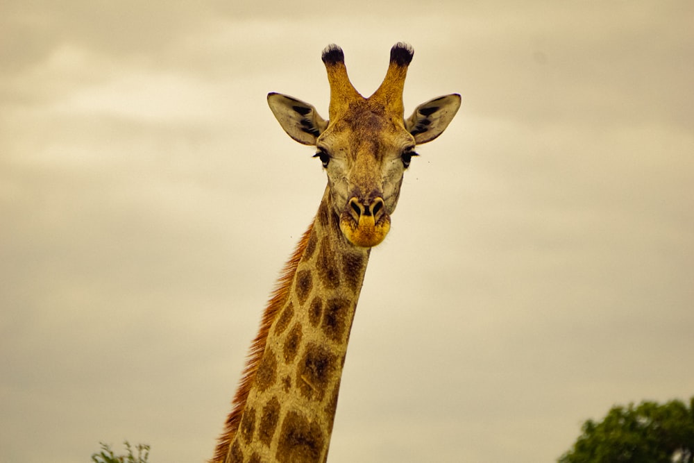 brown giraffe in close up photography