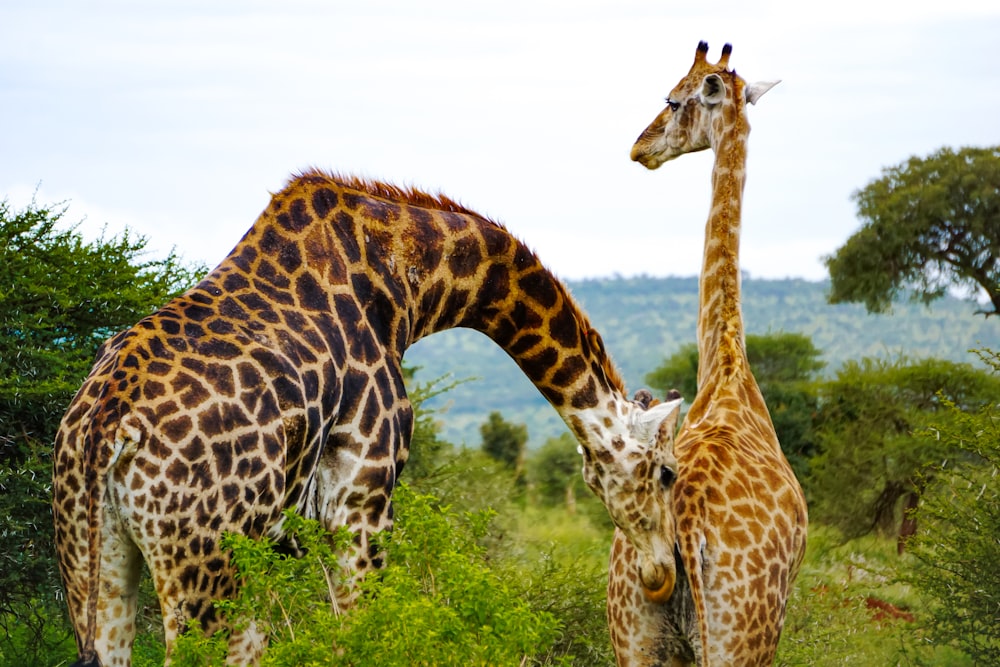 brown and black giraffe eating grass during daytime