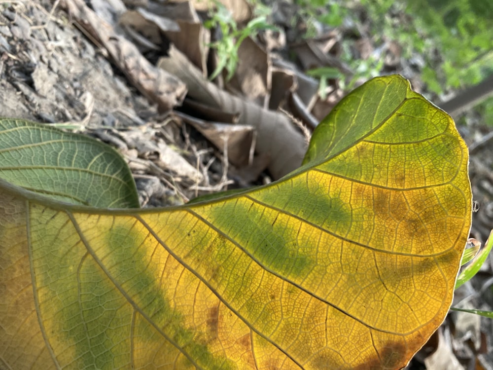 green leaf on brown wood