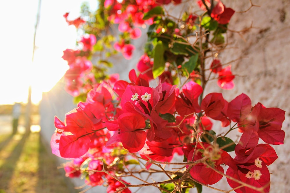 flores cor-de-rosa com folhas verdes durante o dia