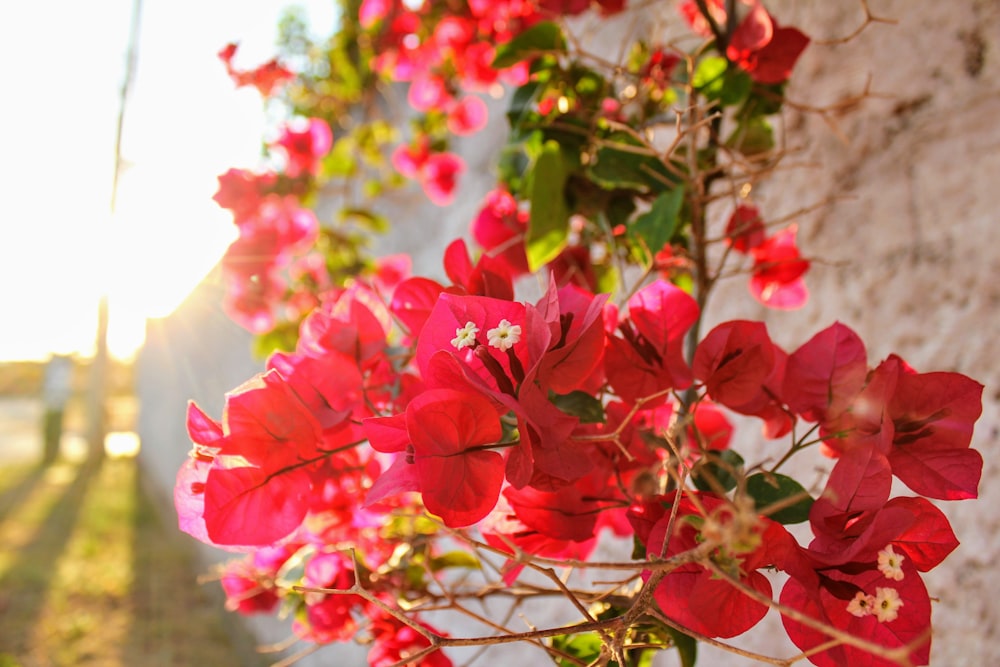 pink flowers with green leaves during daytime