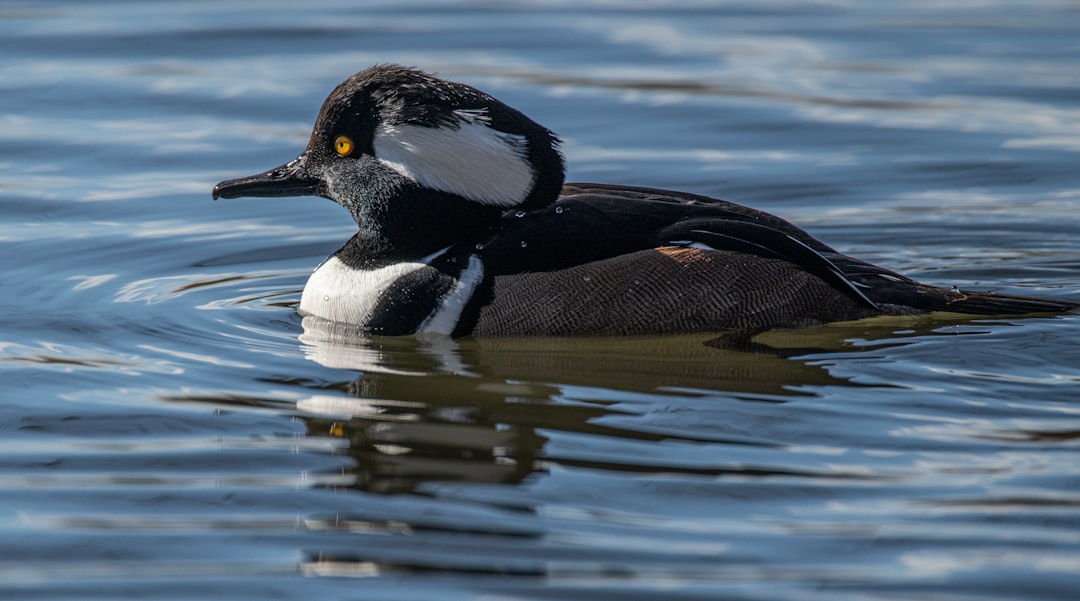 black and white duck on water