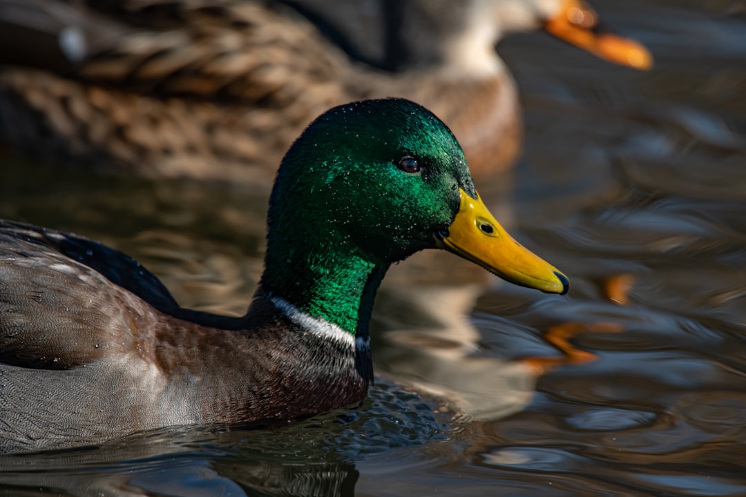 mallard duck on water during daytime