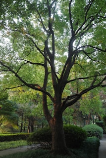 A skilled arborist carefully pruning a mature oak tree in a sunny neighborhood park.