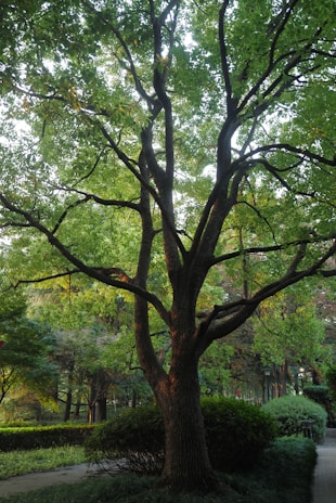 A skilled arborist carefully pruning a mature oak tree in a sunny neighborhood park.