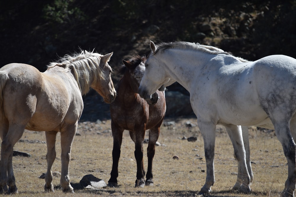 white horse on brown field during daytime