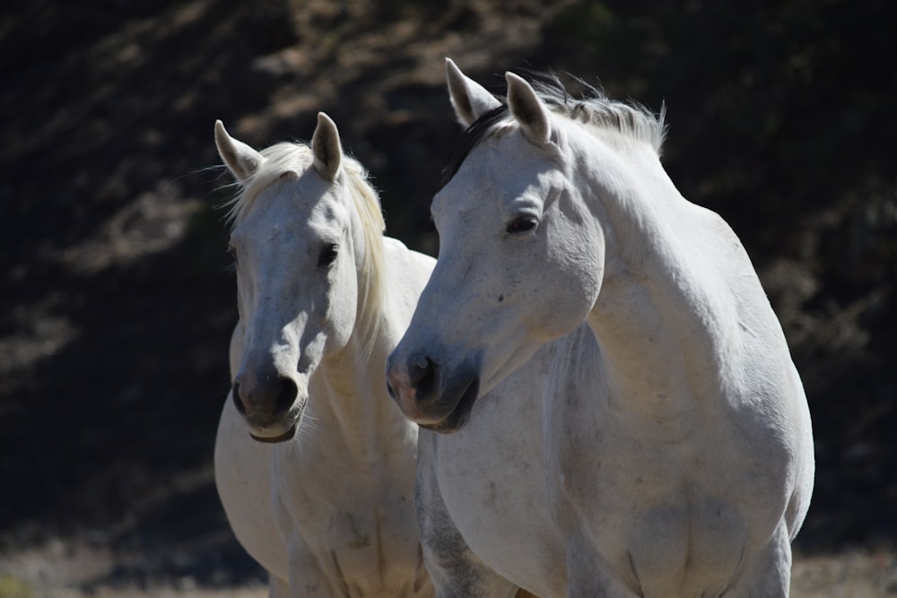 white horse on brown field during daytime