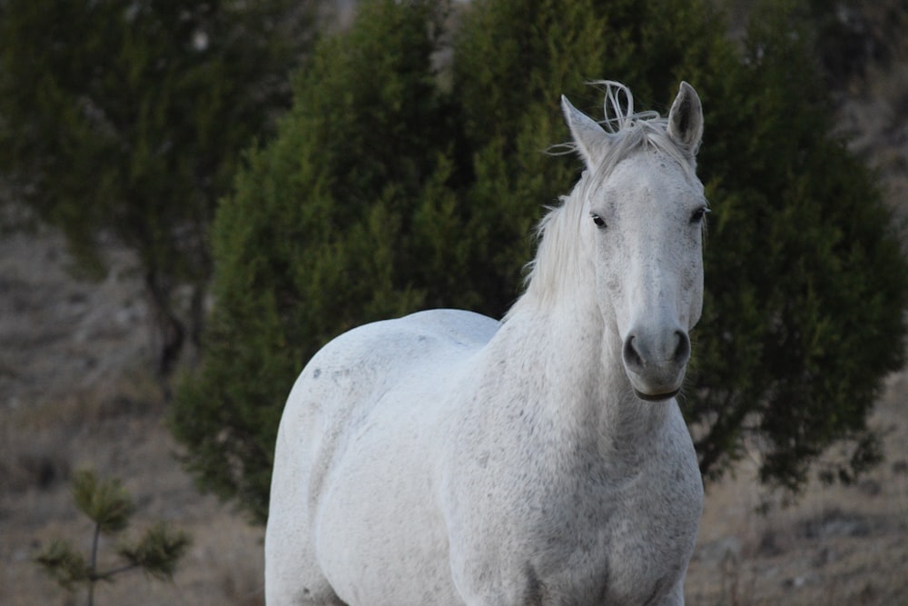 weißes Pferd steht tagsüber auf braunem Boden