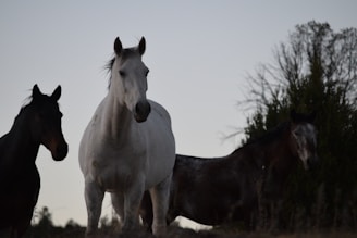 white horse standing on brown soil during daytime