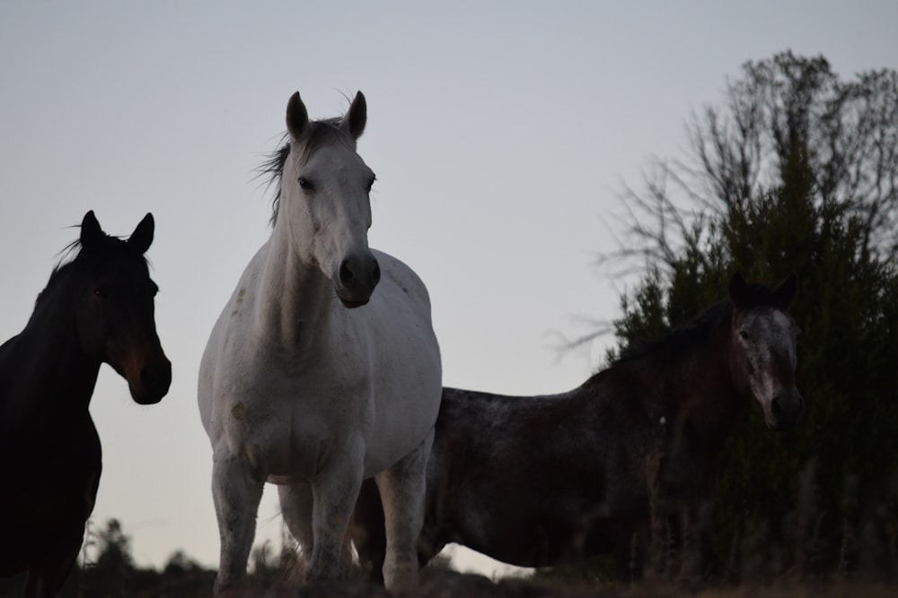 cavallo bianco in piedi su terreno marrone durante il giorno