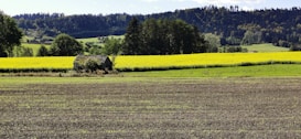 A serene rural landscape featuring a field with alternating strips of bare earth and lush green grass. In the middle ground, there is a vibrant yellow field bordered by dense trees and a small, rustic wooden shed. Beyond this, the horizon is lined with dense, dark green forest, under a clear blue sky.