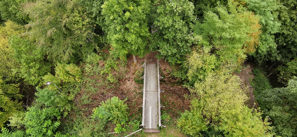 green trees on brown soil