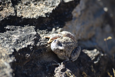 A small, camouflaged frog blending perfectly with moss and forest floor textures.