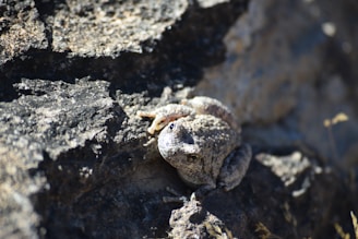 A small, camouflaged frog blending perfectly with moss and forest floor textures.