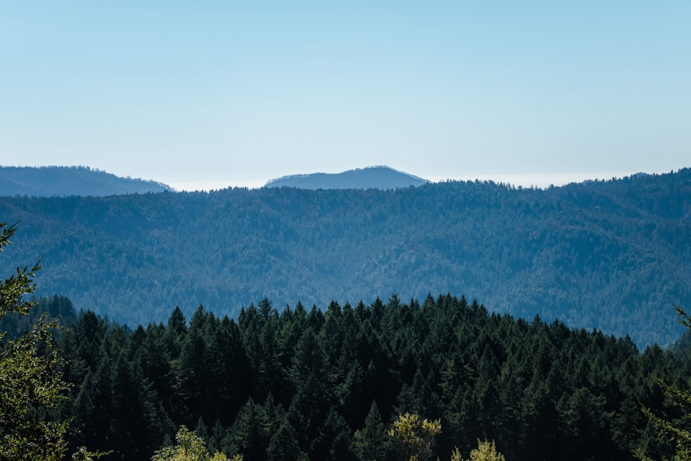 green trees on mountain under blue sky during daytime