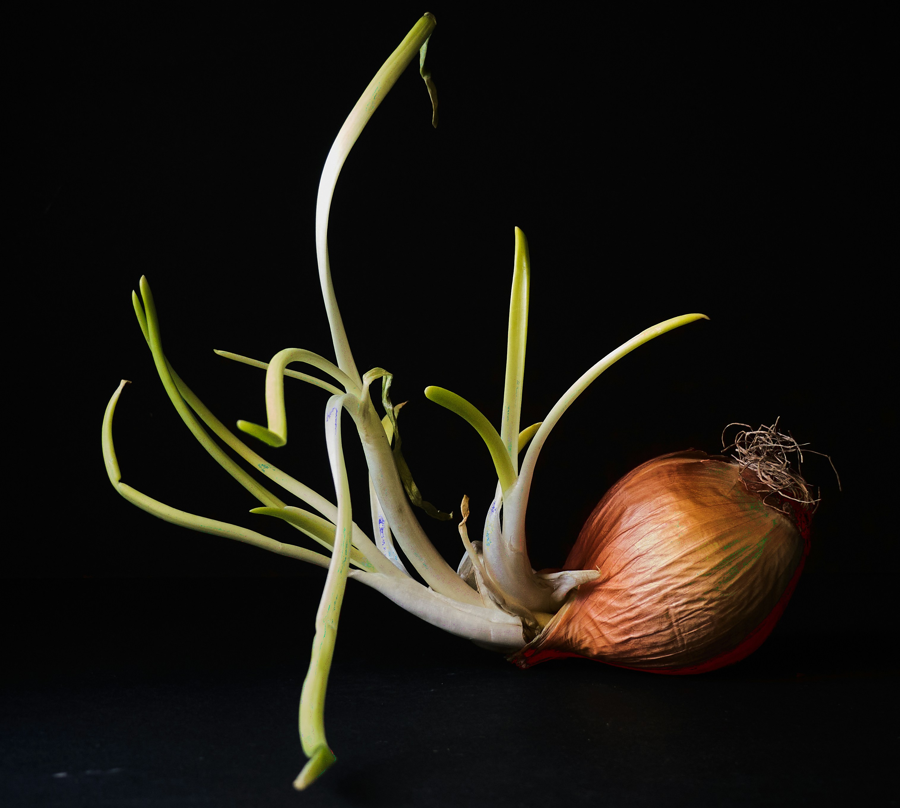 red onion on black surface