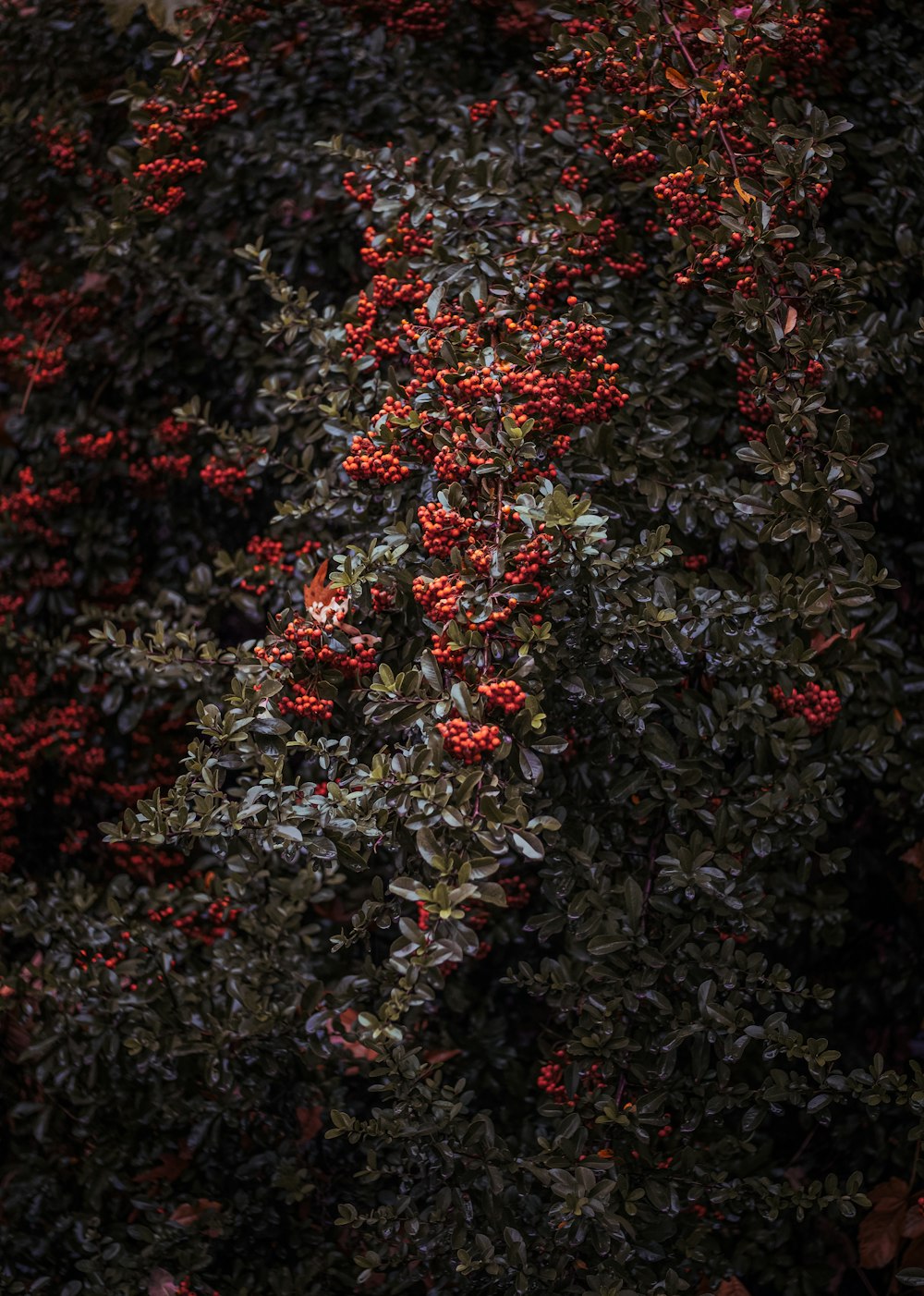 red and green leaf plant