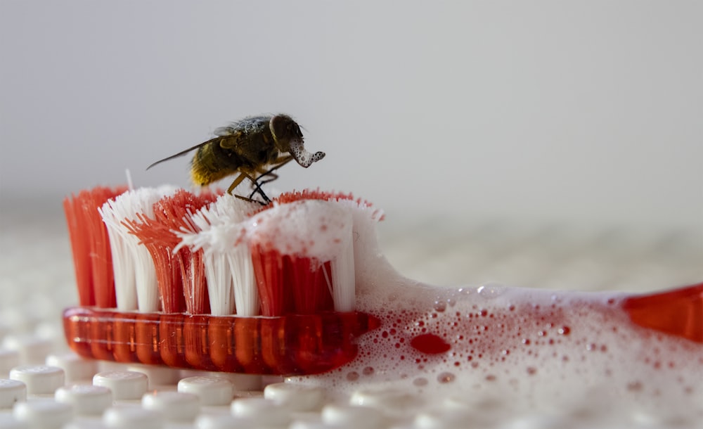 black and yellow bee on red and white stick