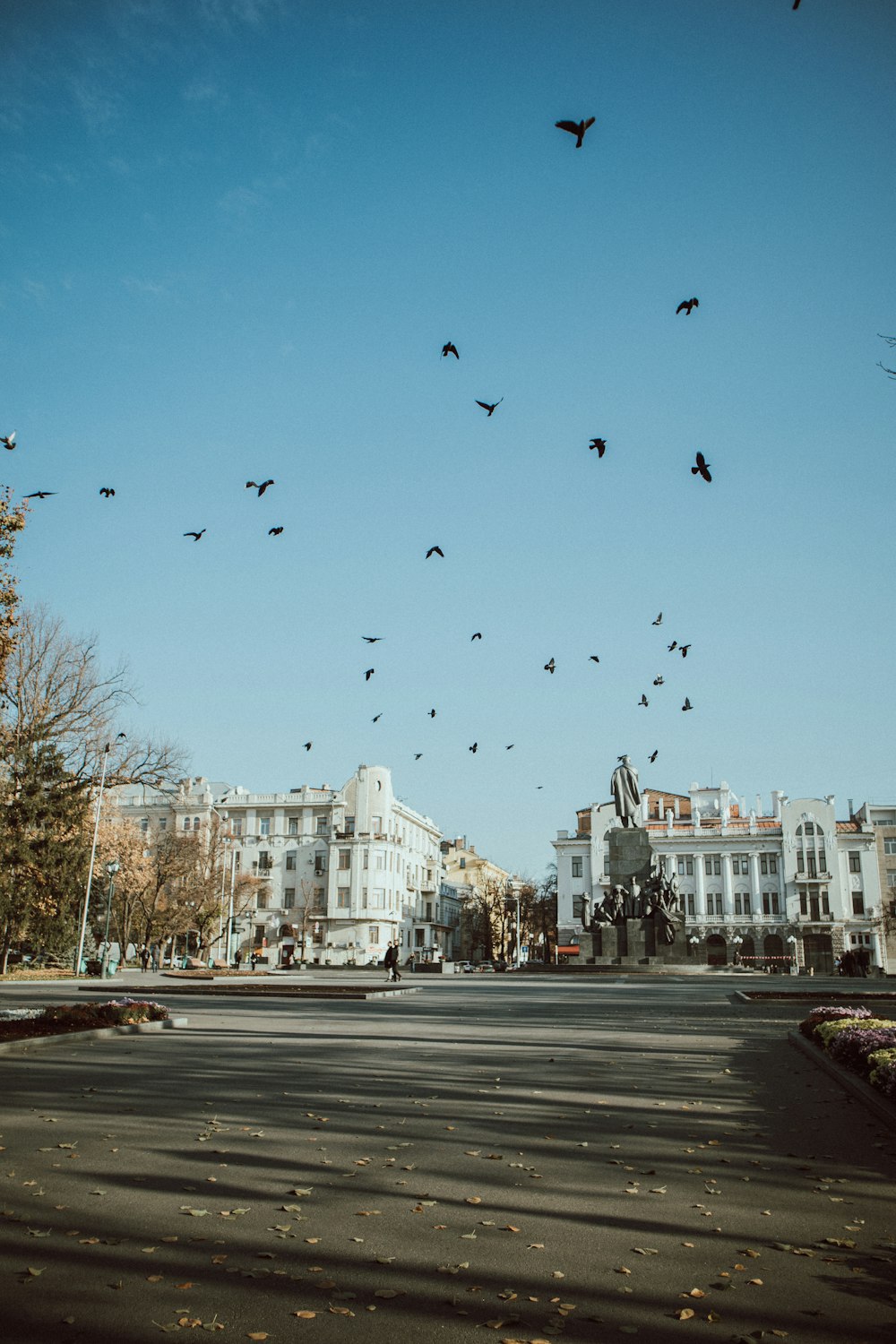 volée d’oiseaux survolant la ville pendant la journée