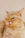 Close-up of a sarcastic digital pet portrait featuring a regal cat with a raised eyebrow.