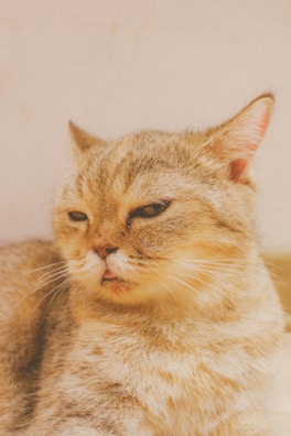 A funny cat making a silly face.