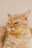 Close-up of a sarcastic digital pet portrait featuring a regal cat with a raised eyebrow.