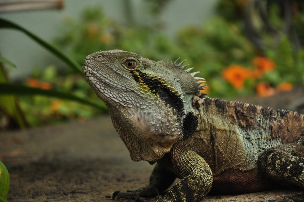 brown and gray bearded dragon on brown soil