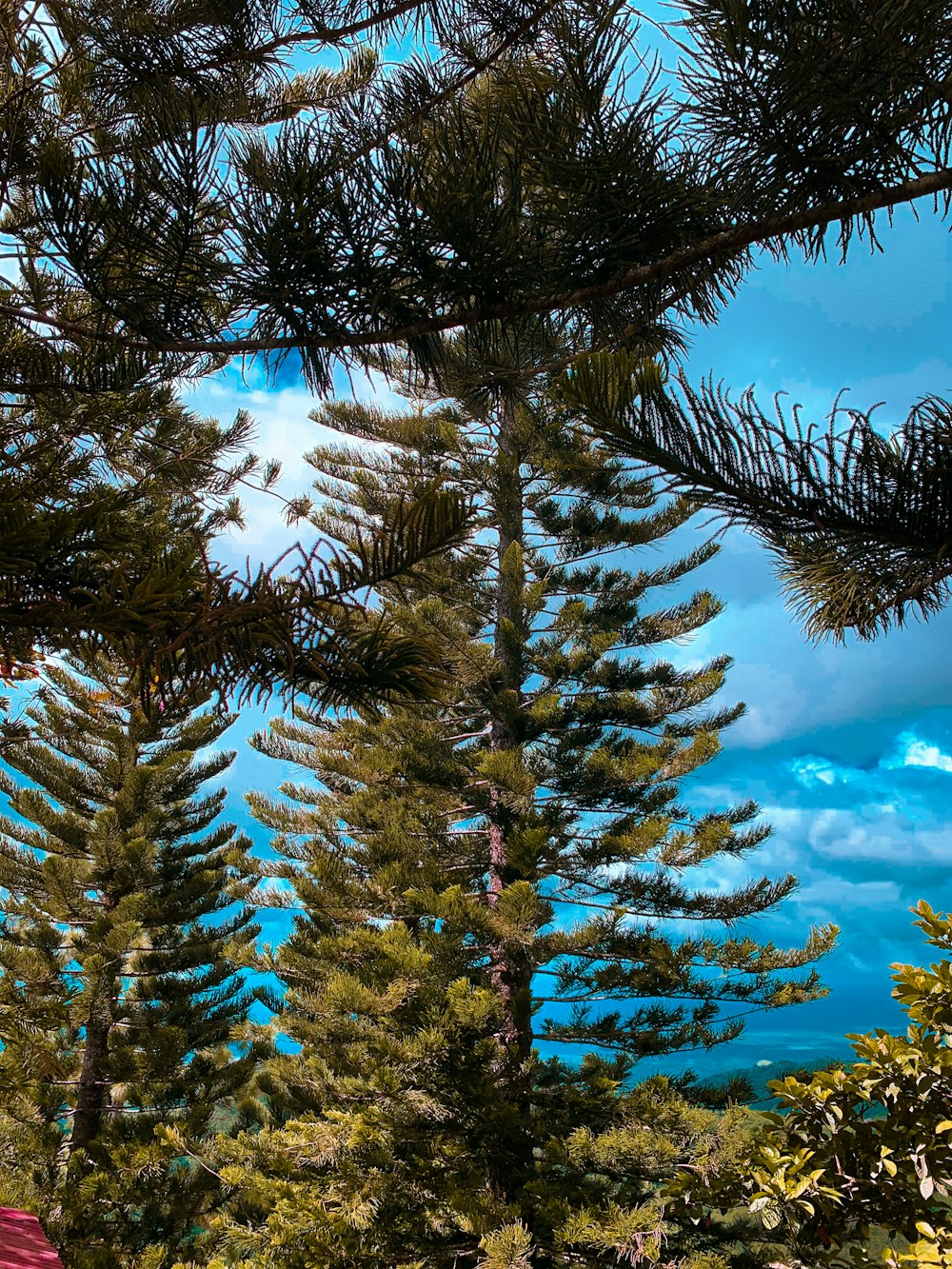 green pine trees under blue sky during daytime