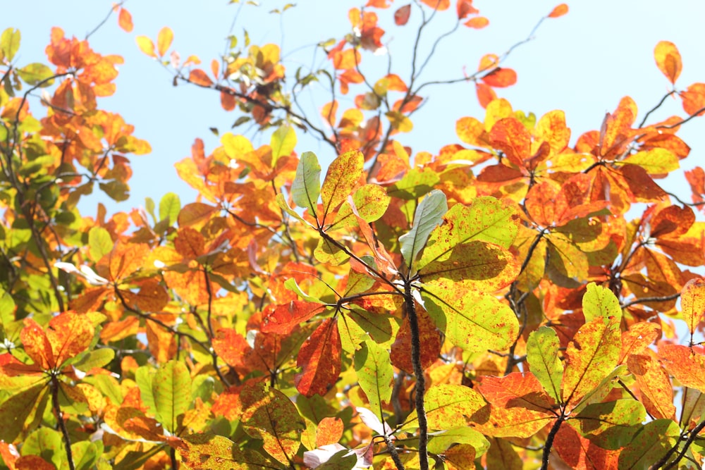 orange and yellow leaves under blue sky during daytime