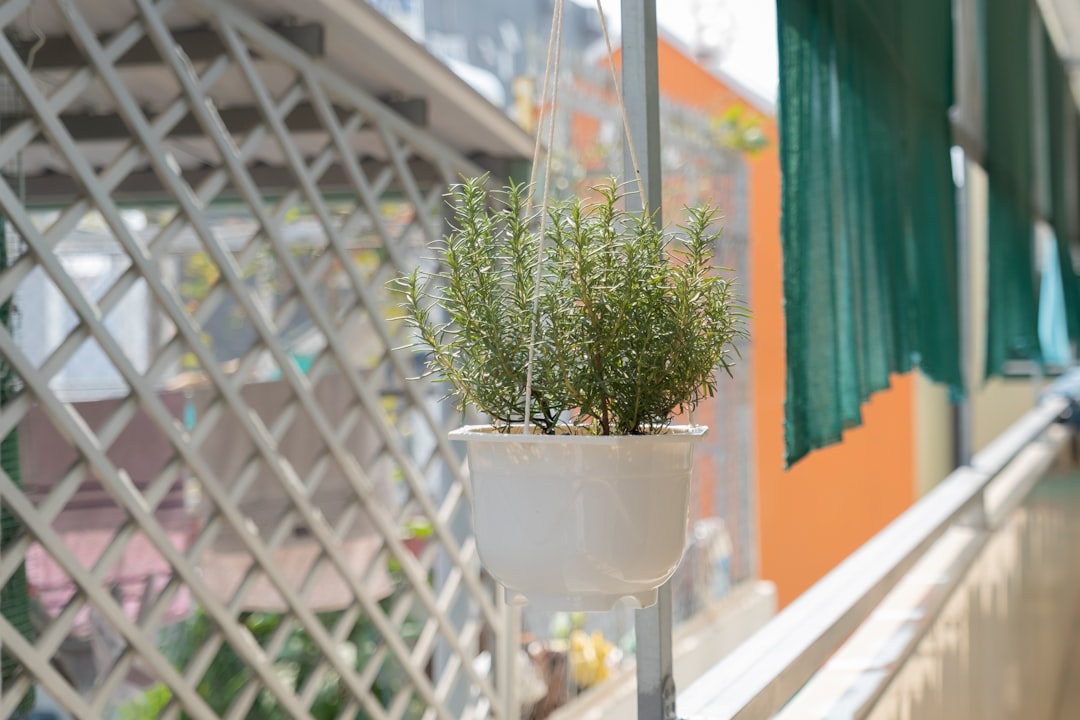 green plant on white ceramic pot