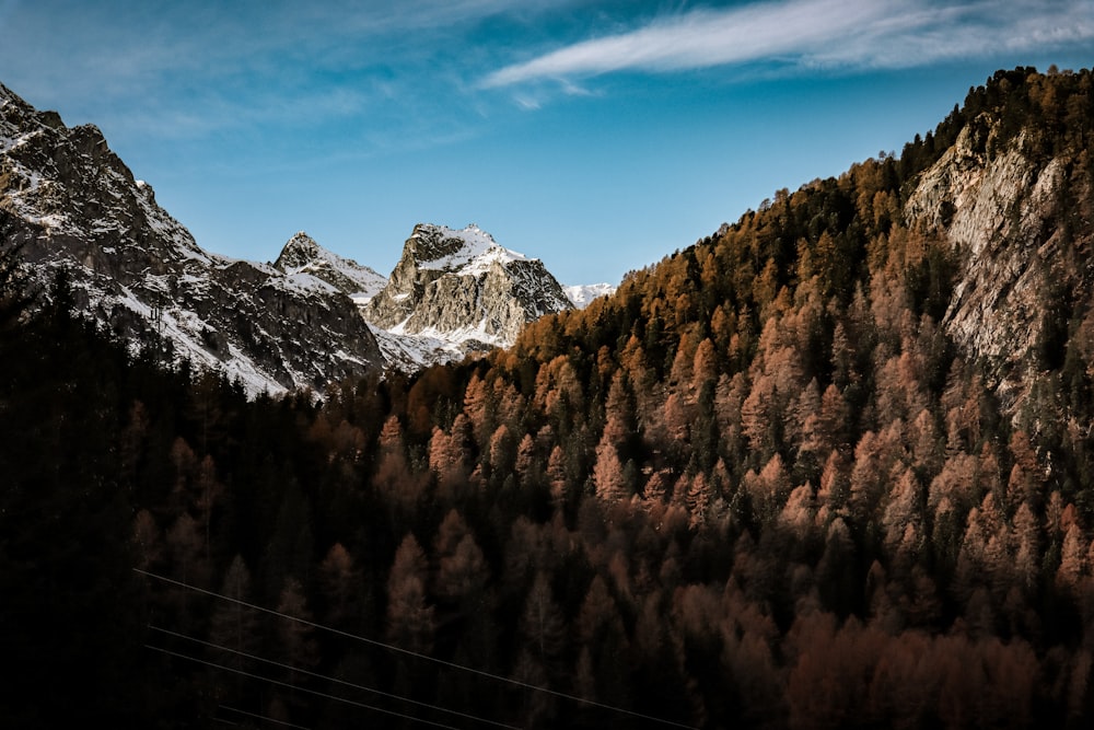 braune Bäume in der Nähe schneebedeckter Berge unter blauem Himmel tagsüber