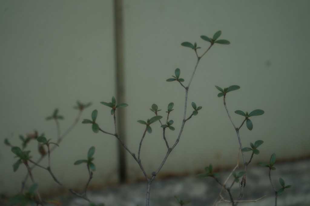 Green Quiet