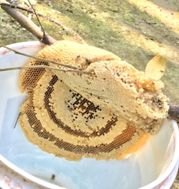 A honeycomb structure attached to a branch, placed inside a white container. The honeycomb has a natural, layered pattern with visible hexagonal cells, some filled with pollen or honey. The scene is set outdoors with a blurred, natural background.
