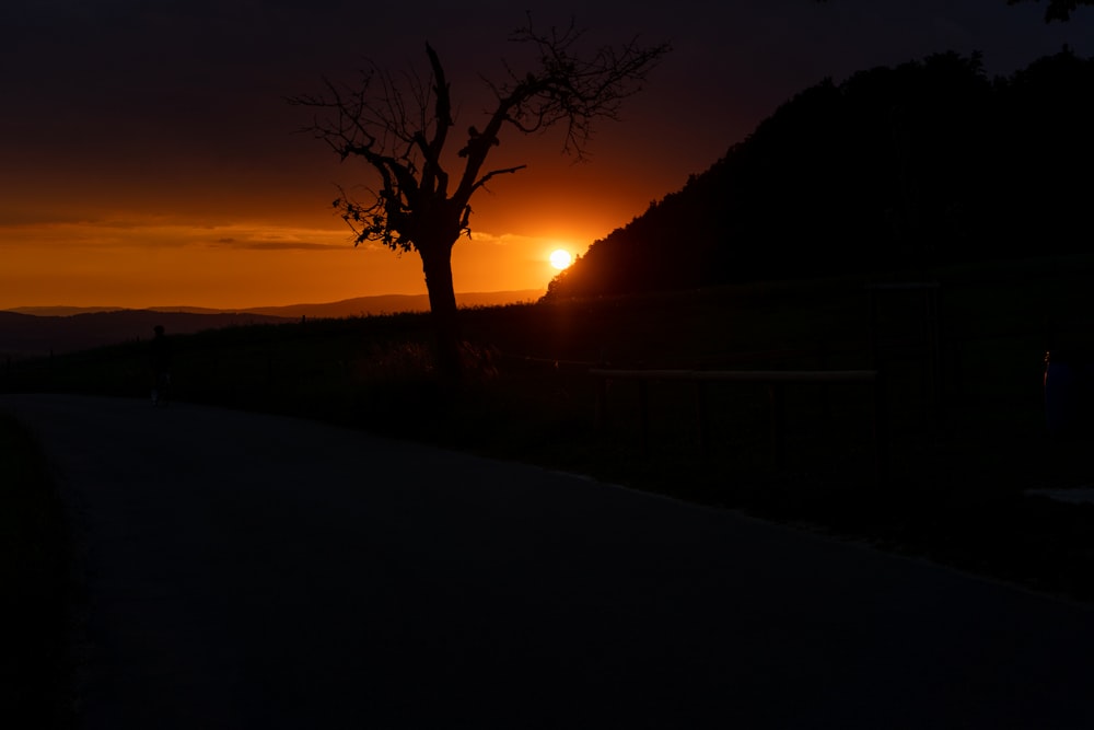 Albero nudo sul campo durante il tramonto