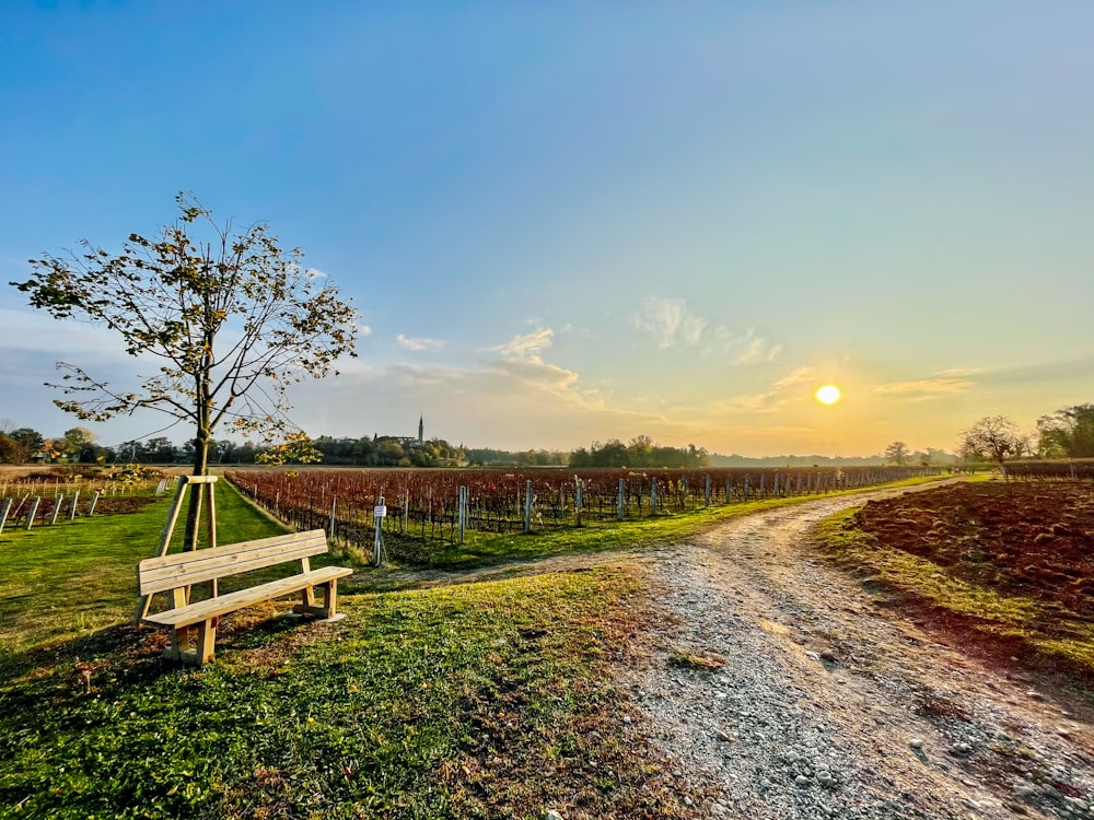 brown wooden bench on gray concrete road during sunset