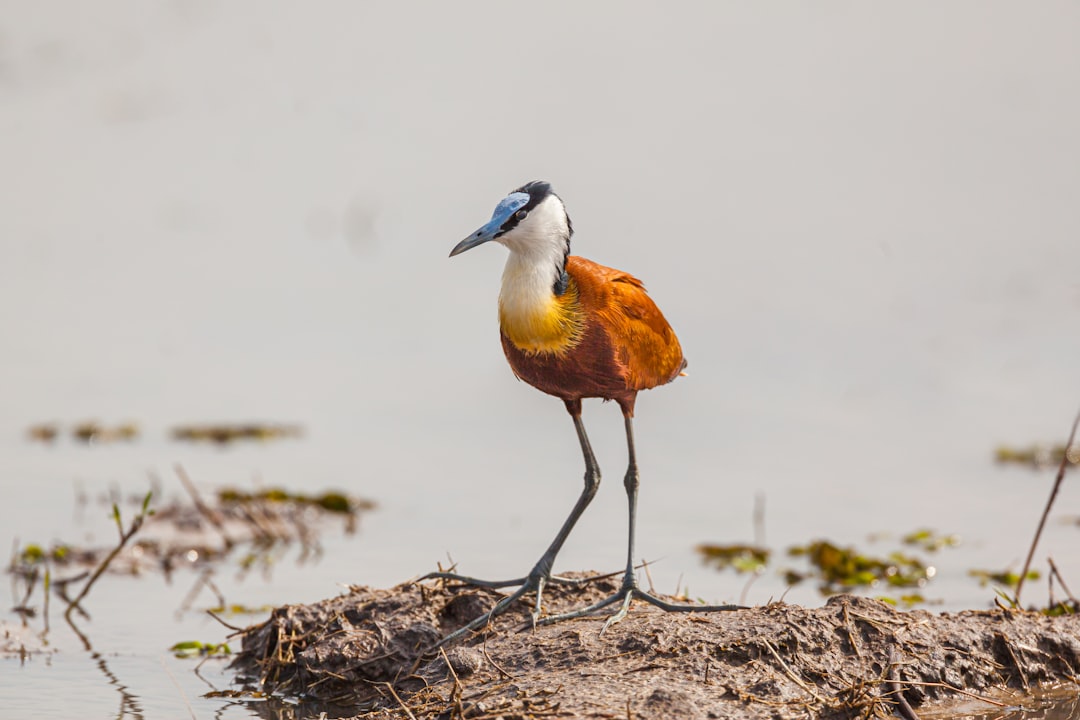 travelers stories about Body of water in Moremi Game Reserve, Botswana