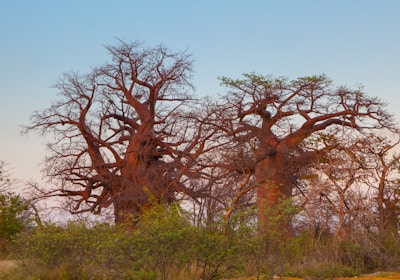 Botswana Safari Baobabs