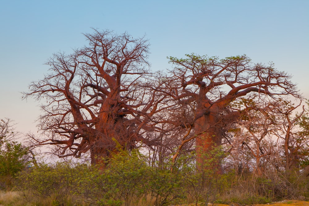 Árbol marrón en un campo de hierba verde durante el día