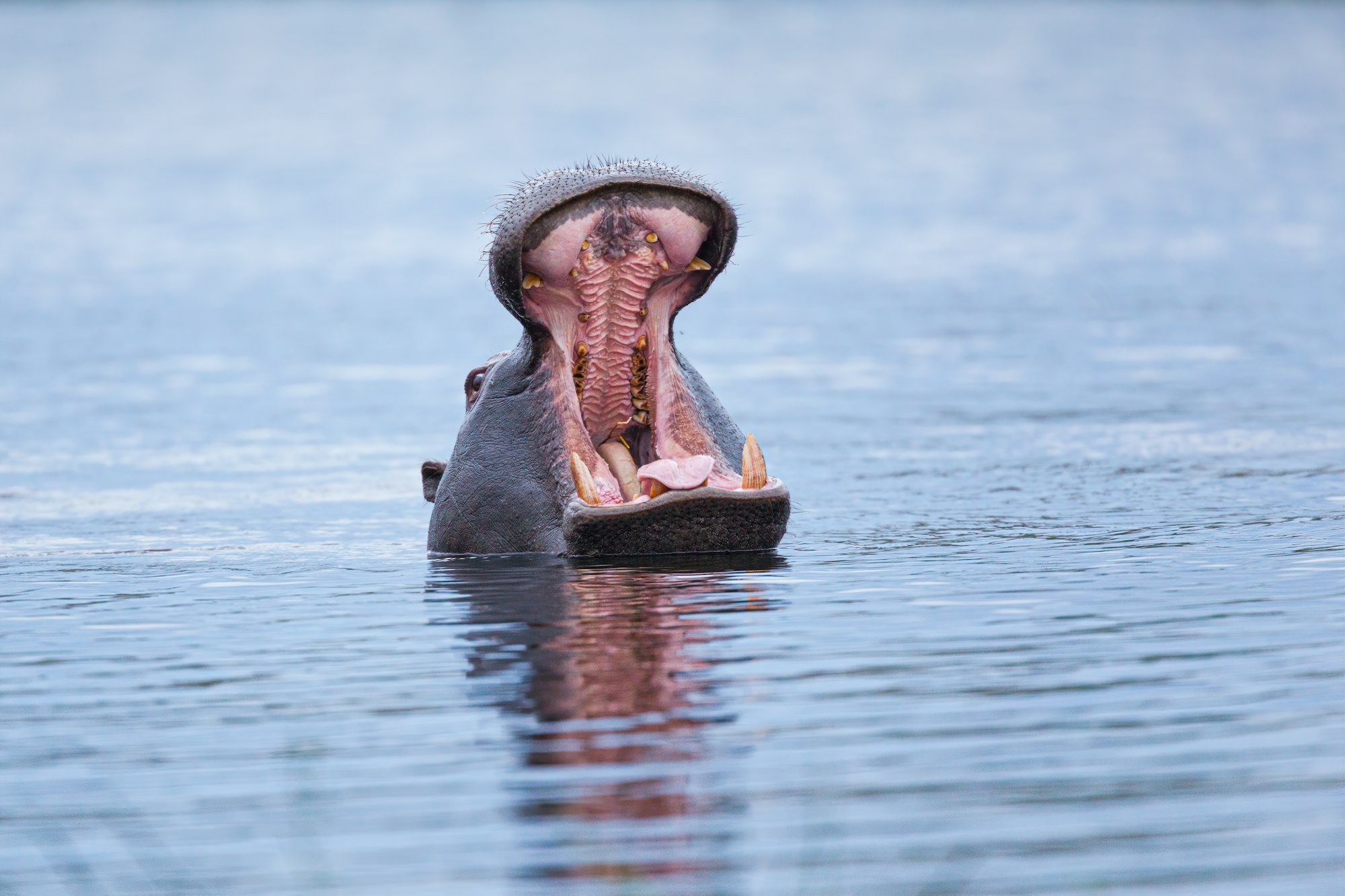 Hippopotamus (Hippopotamus amphibius) showing territorial behaviour